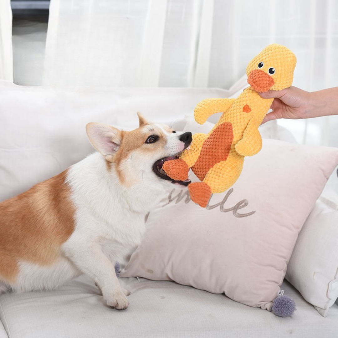 Chewy - Designed for Strong Chewers