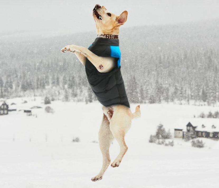 Comfortable Dog Coat - Warm & Waterproof