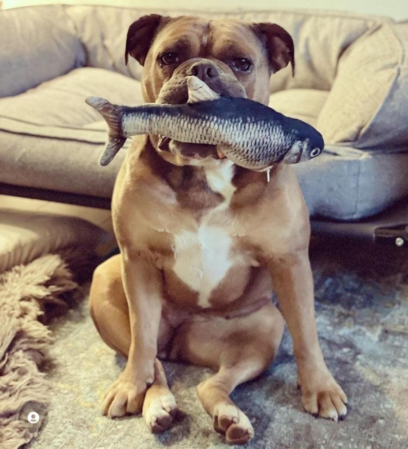 DancingFish Floppy Fish Dog Toy