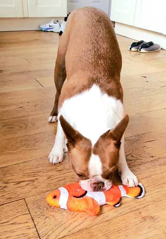 DancingFish Floppy Fish Dog Toy
