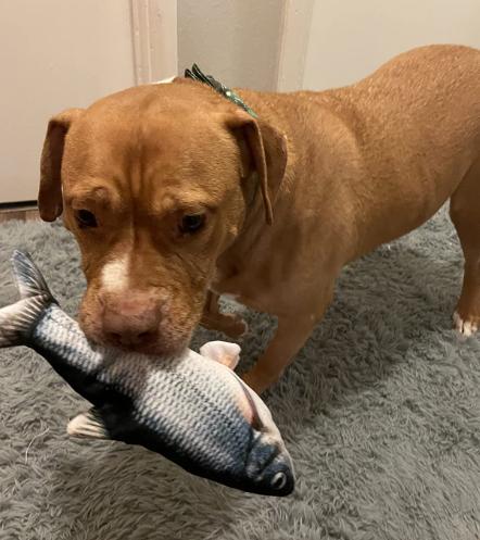 DancingFish Floppy Fish Dog Toy