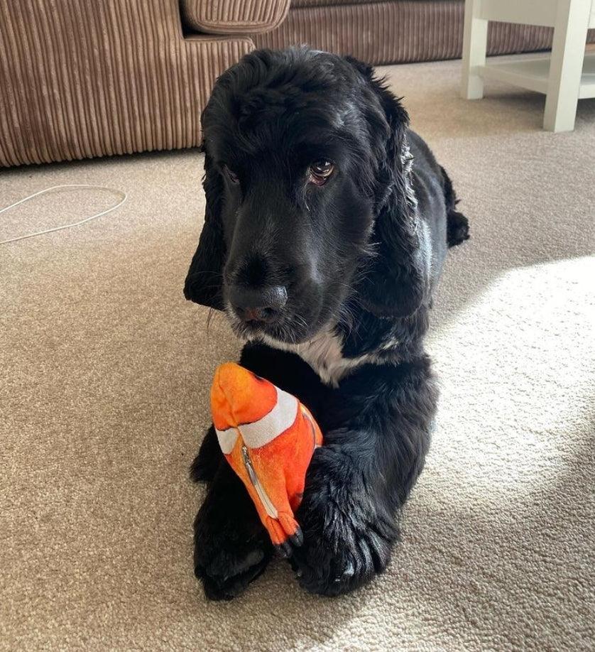 DancingFish Floppy Fish Dog Toy