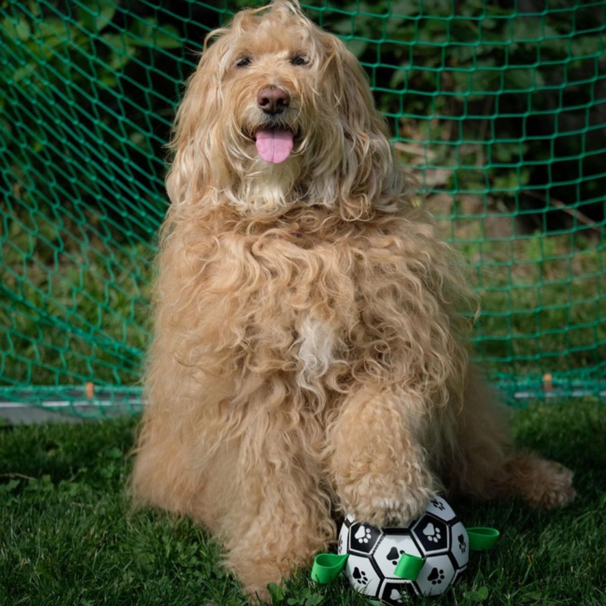 Doggo Ball - Interactive Dog Toy