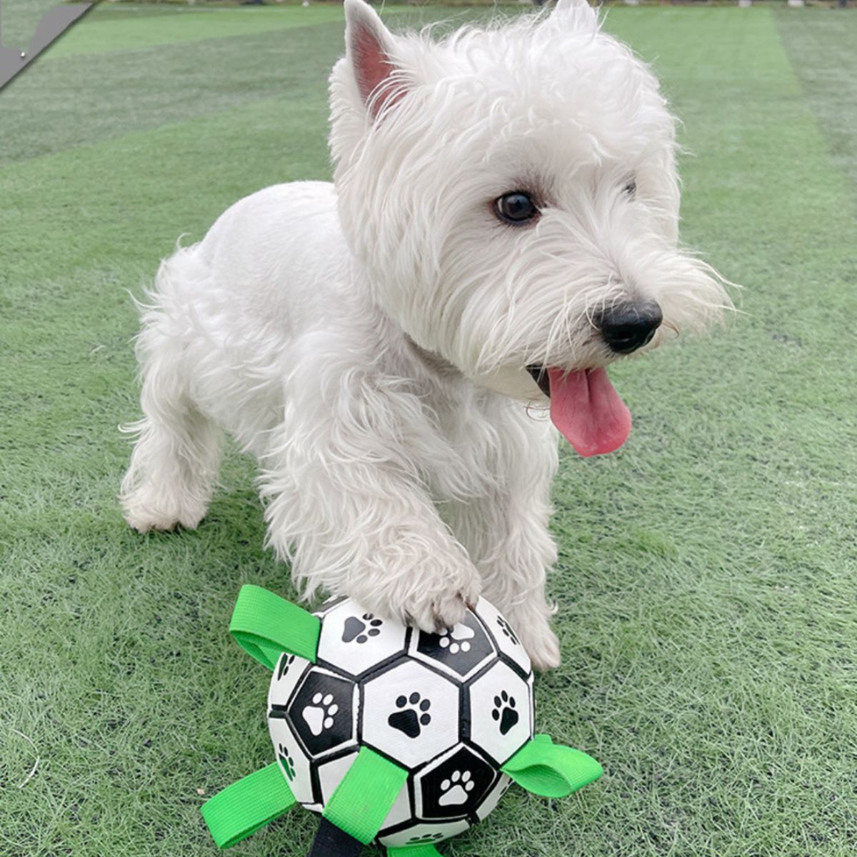 Doggo Ball - Interactive Dog Toy