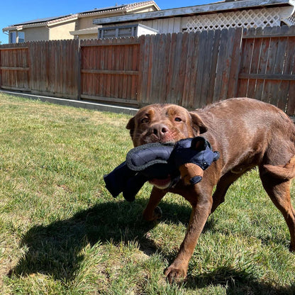 Indestructible & Interactive Bear Dog Toys For Heavy Chewers