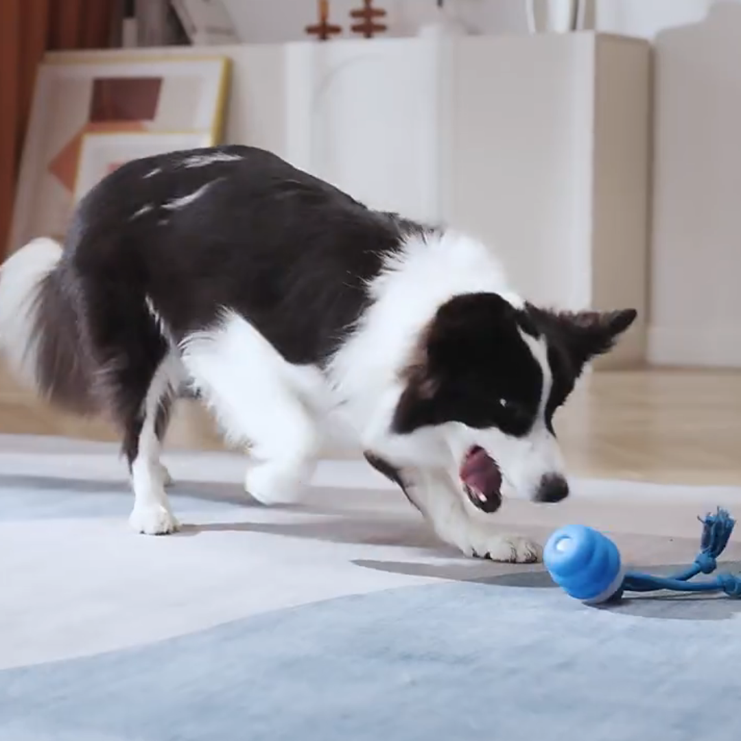 Smart Tail - Interactive Dog Toy